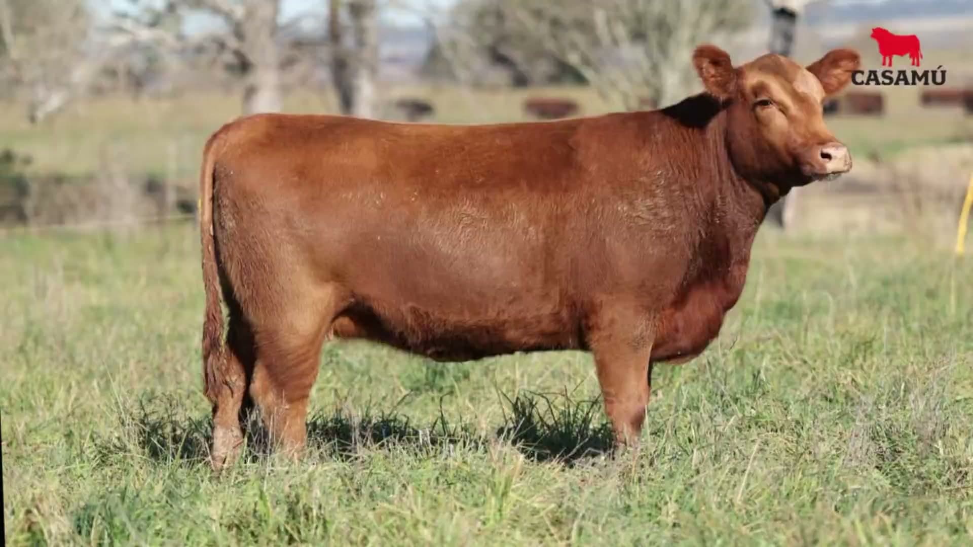 Vaquillona RP 5317 · Lote 60