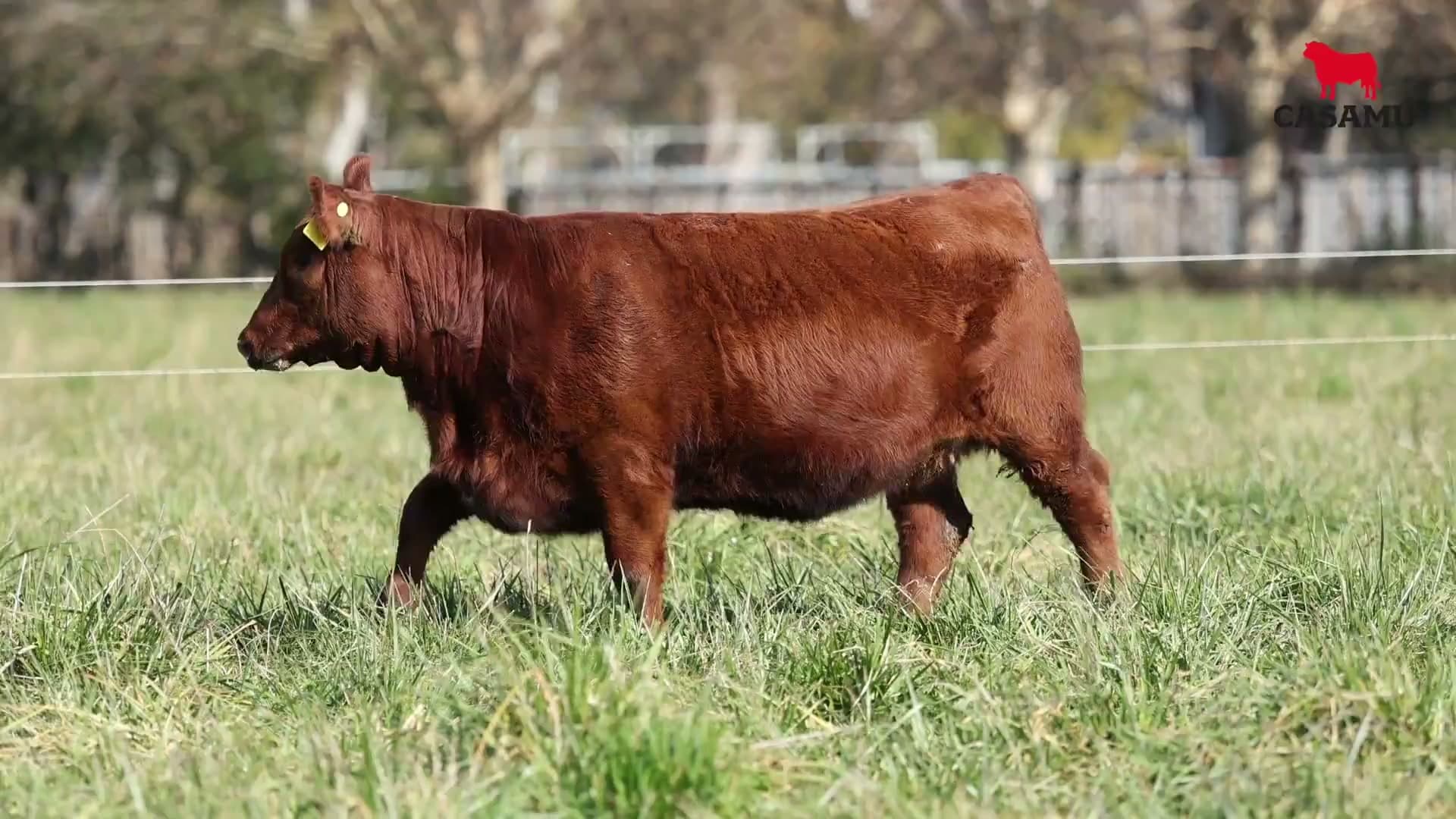 Ternera RP J5697 · Lote 46