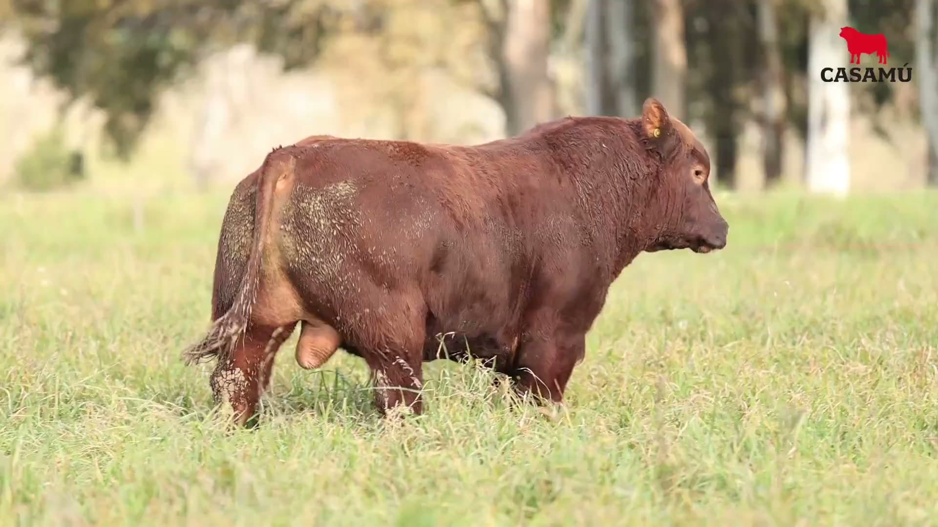 Toro RP 5040 · Lote 24