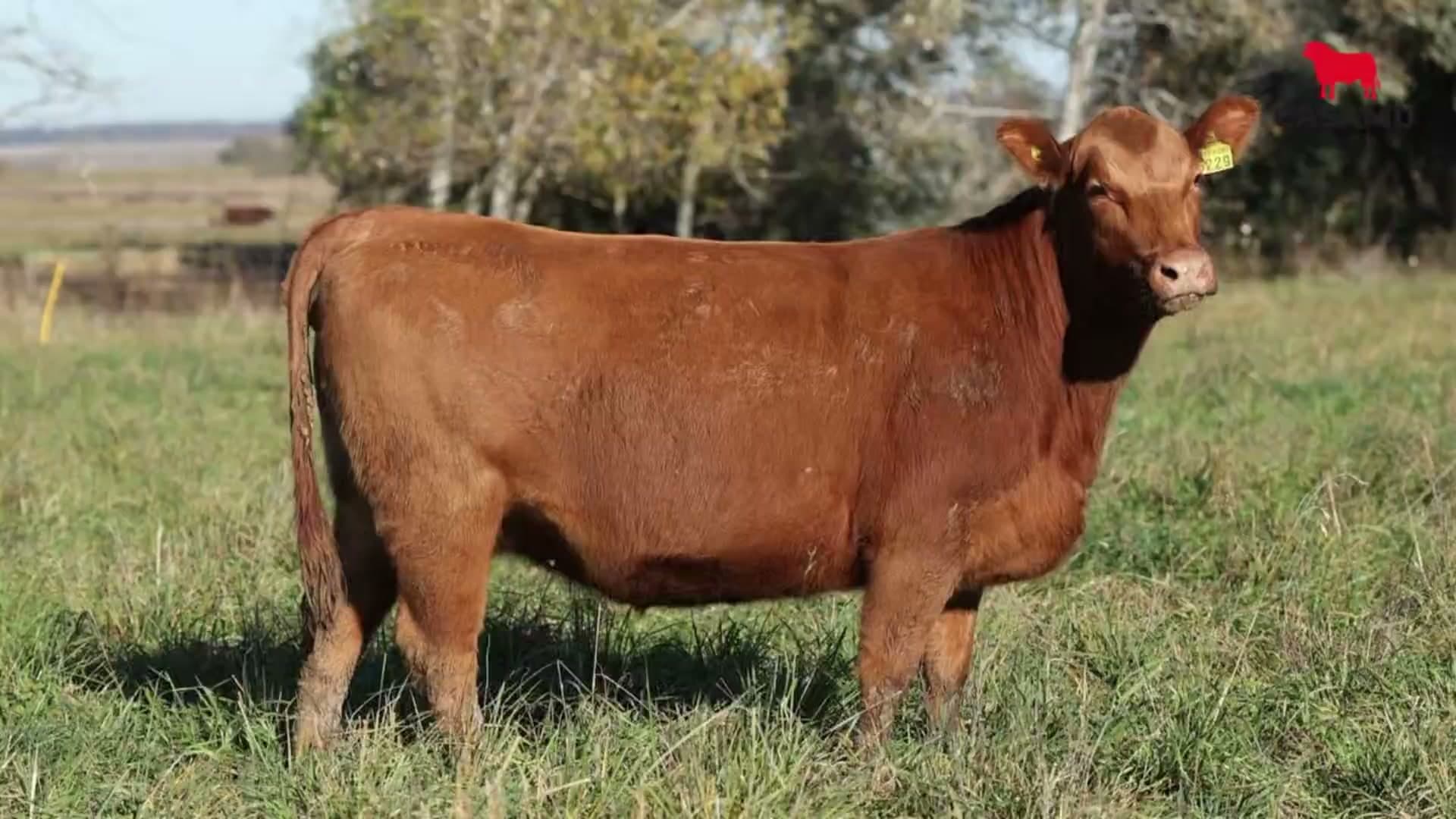 Vaquillona RP 5229 · Lote 54