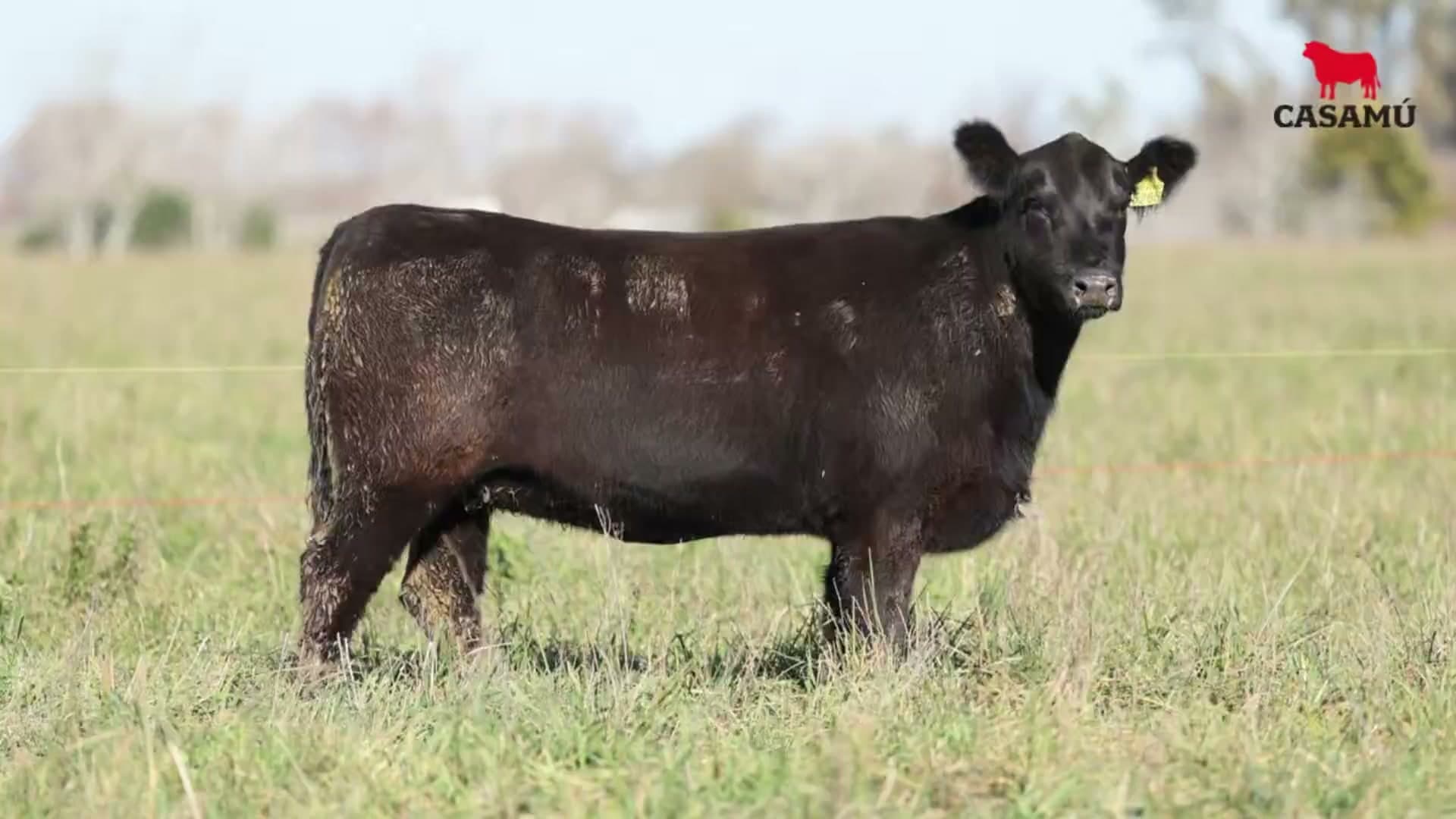 Vaquillona RP 5265 · Lote 61
