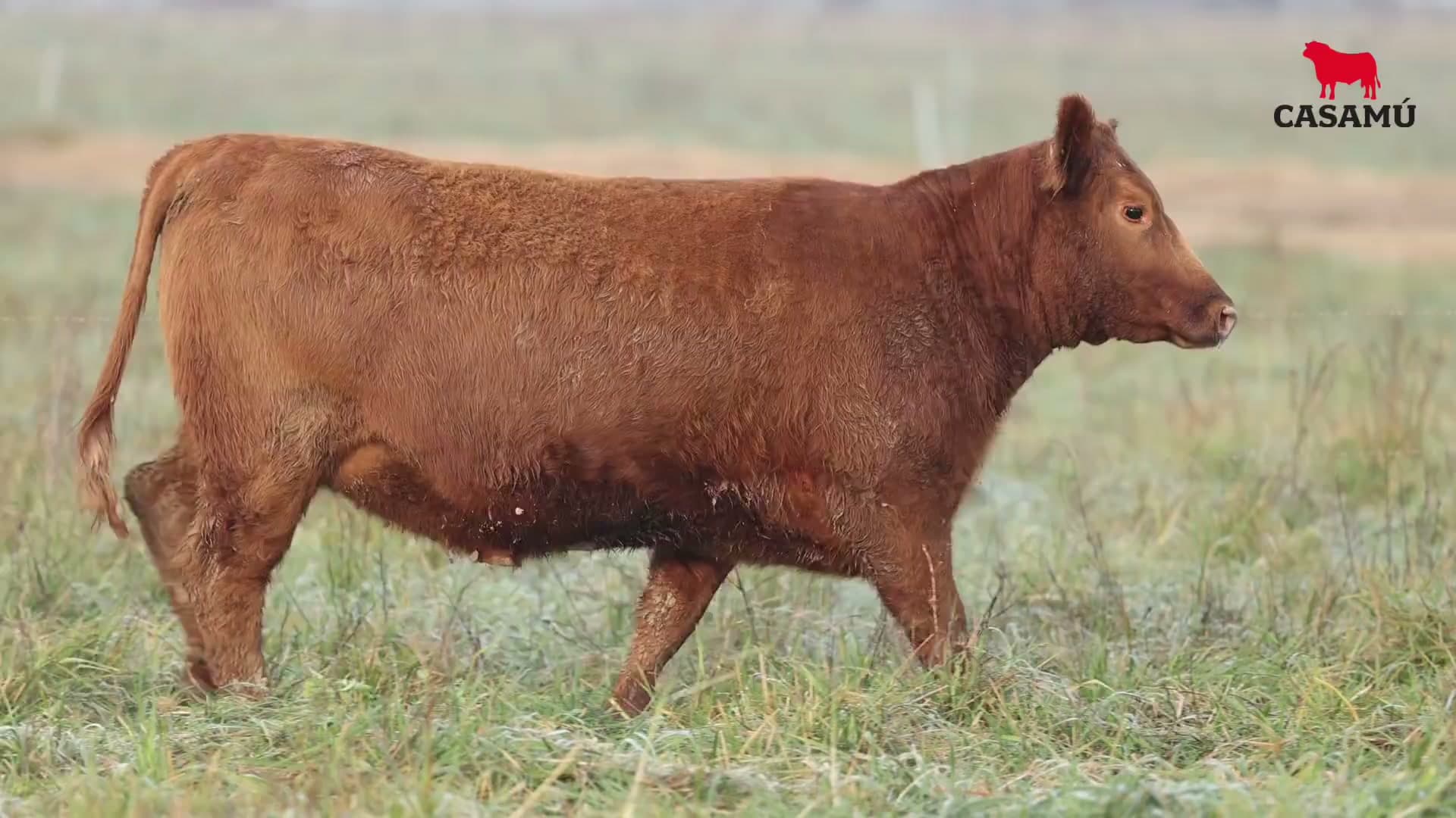 Vaquillona RP 5217 · Lote 49
