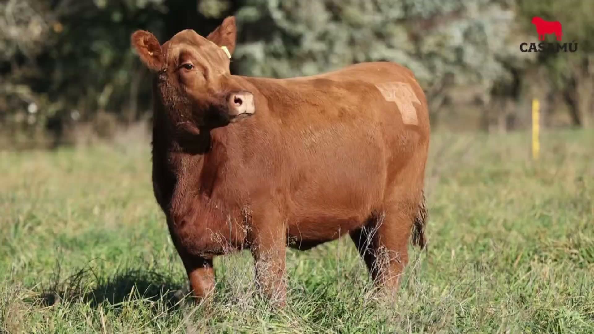 Vaquillona RP 5293 · Lote 60