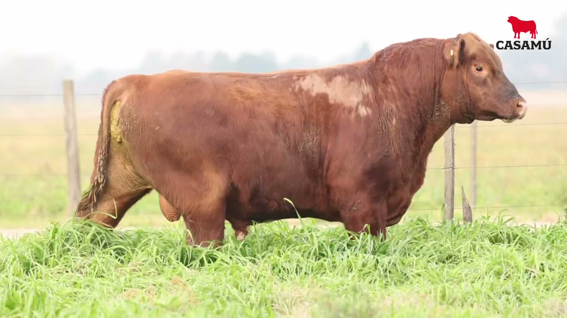 Toro RP 5430 · Lote 21