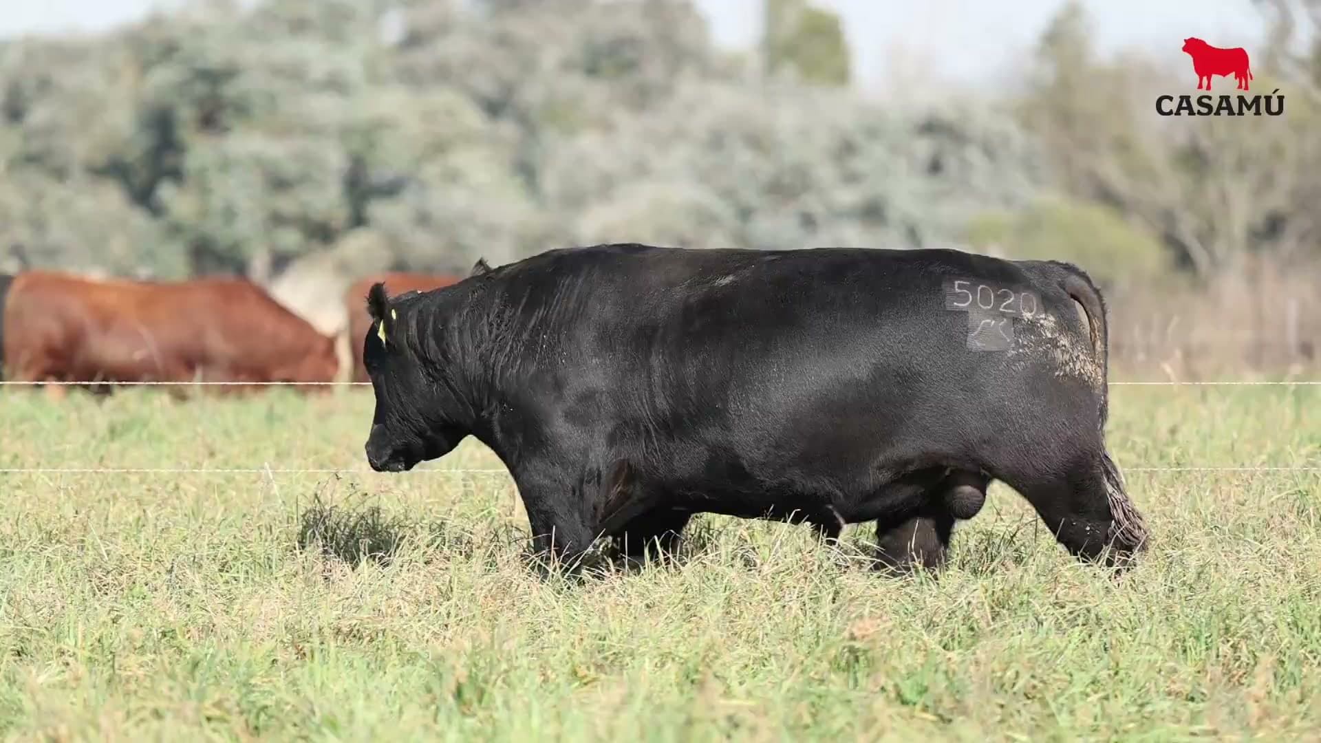 Toro RP 5020 · Lote 29