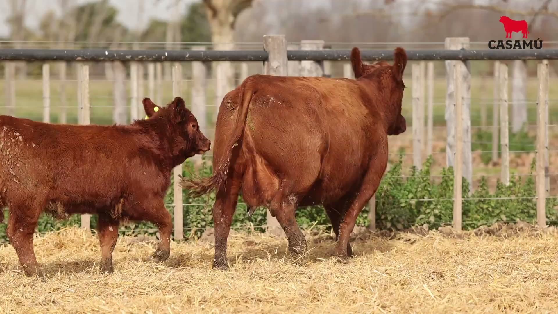 Vaca RP E491 · Lote 64