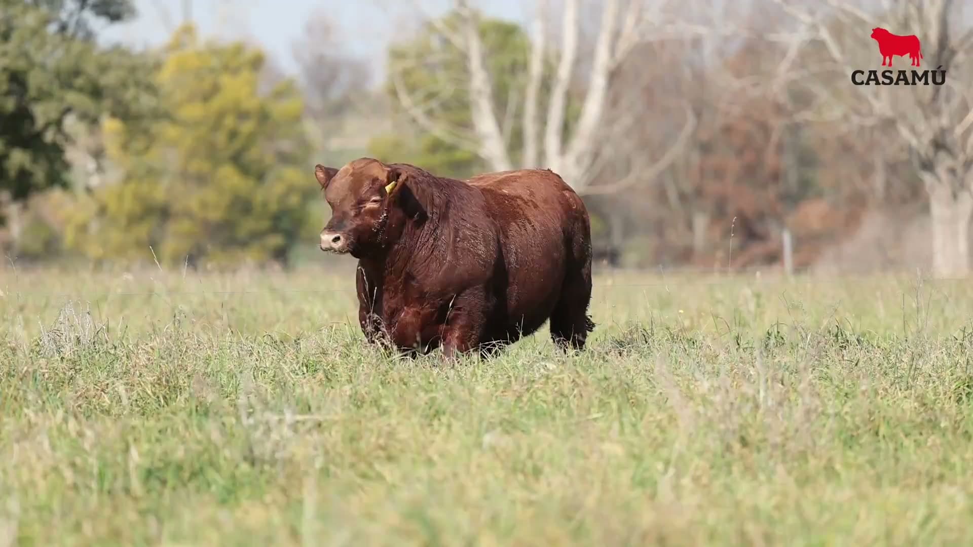 Toro RP 5062 · Lote 3