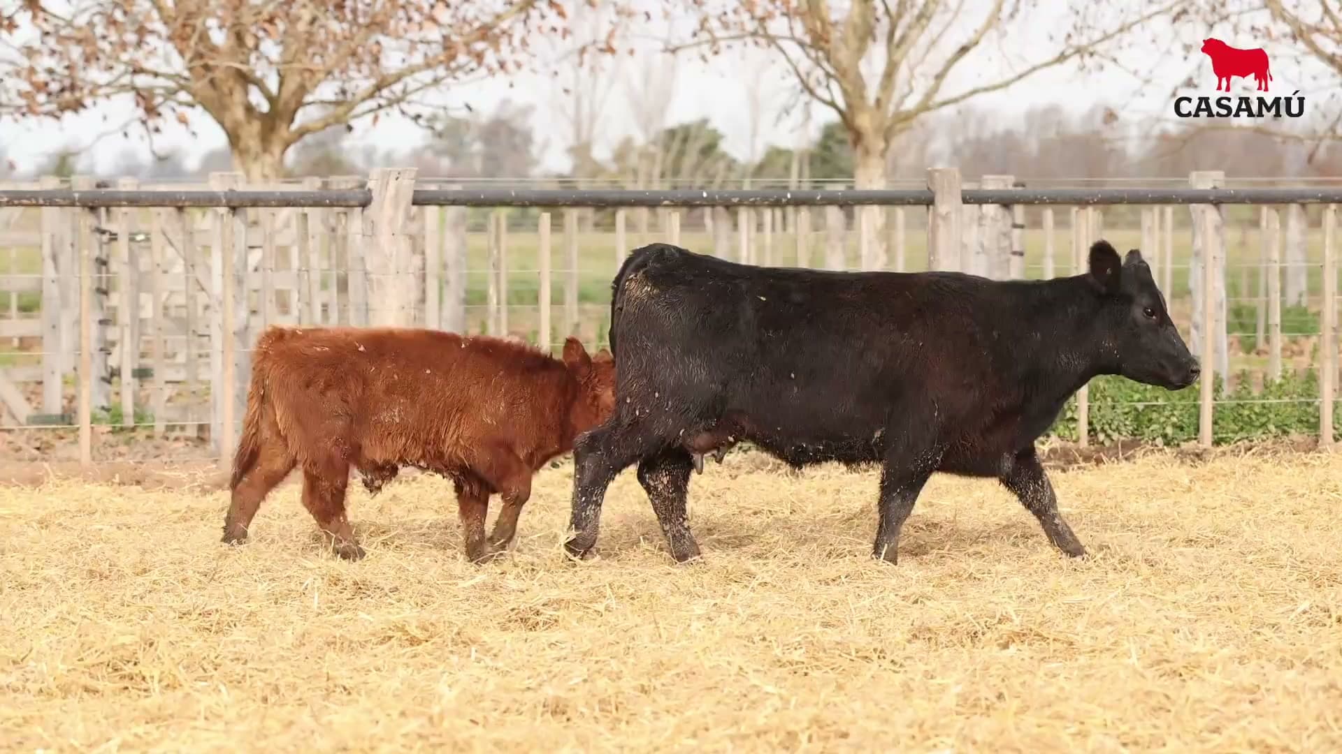 Vaca RP G799 · Lote 74