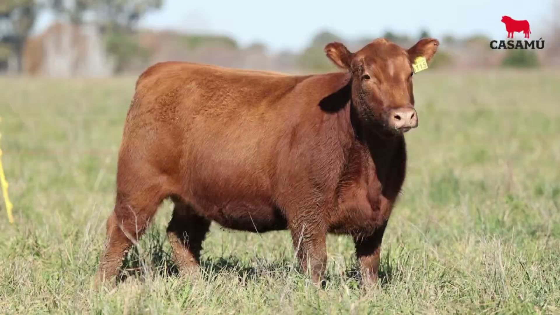 Vaquillona RP 5115 · Lote 48