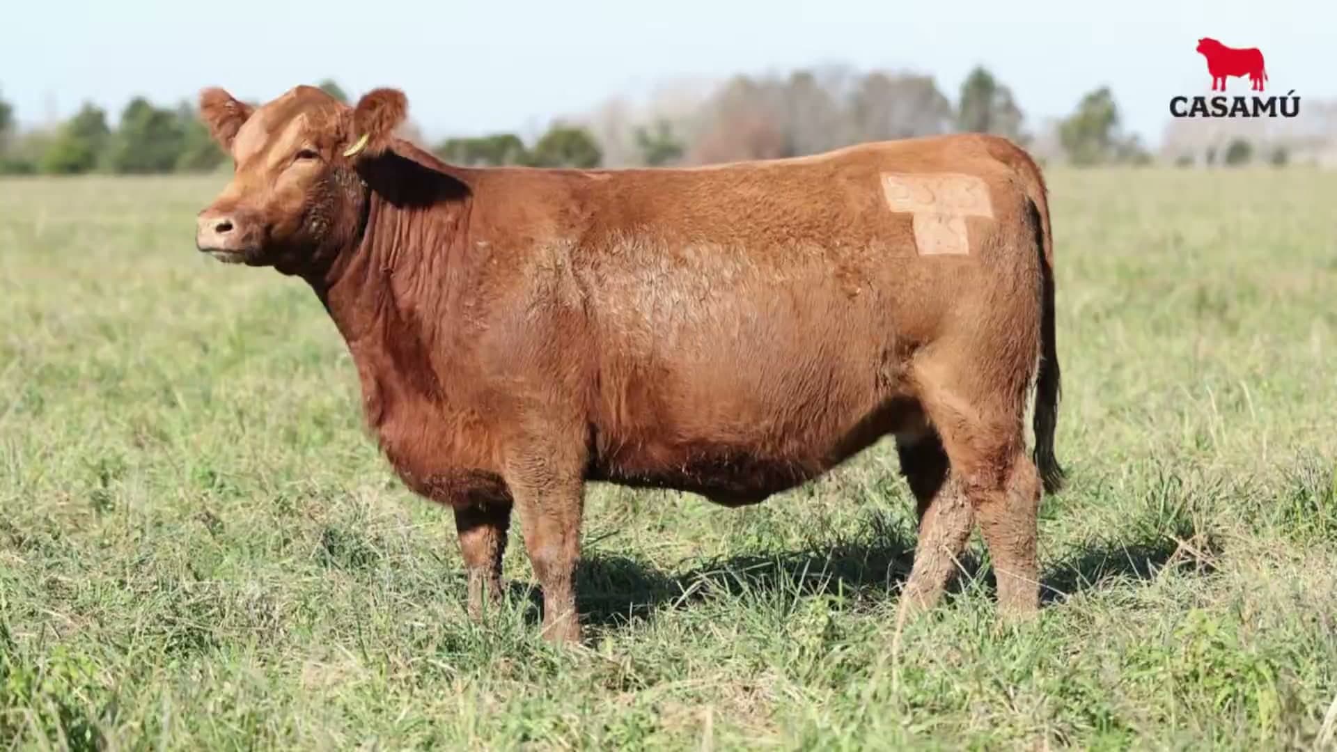 Vaquillona RP 5363 · Lote 49