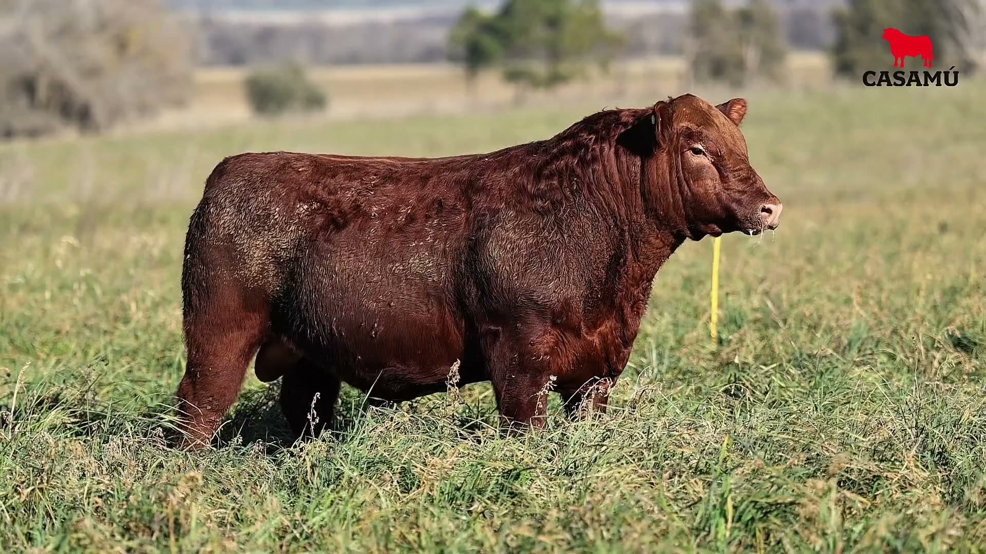 Toro RP 5398 · Lote 20