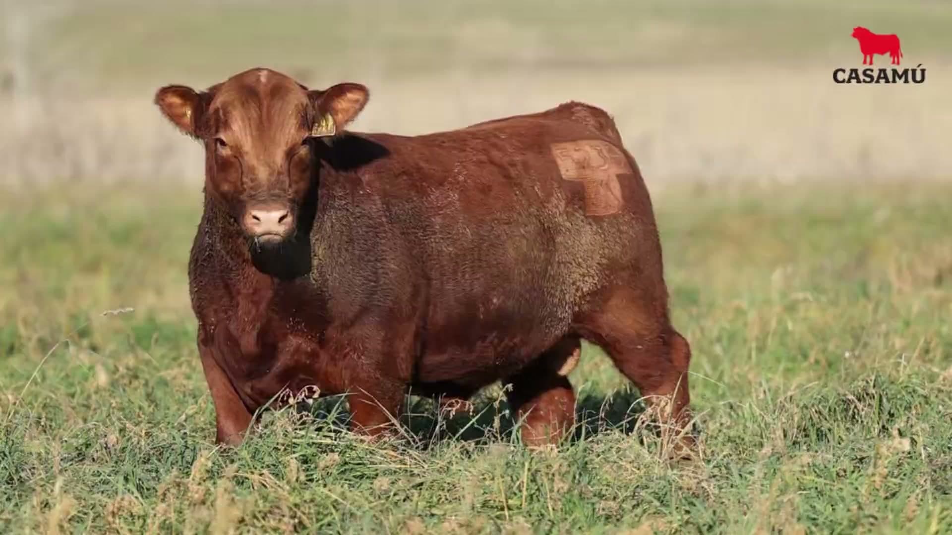 Toro RP 5238 · Lote 23