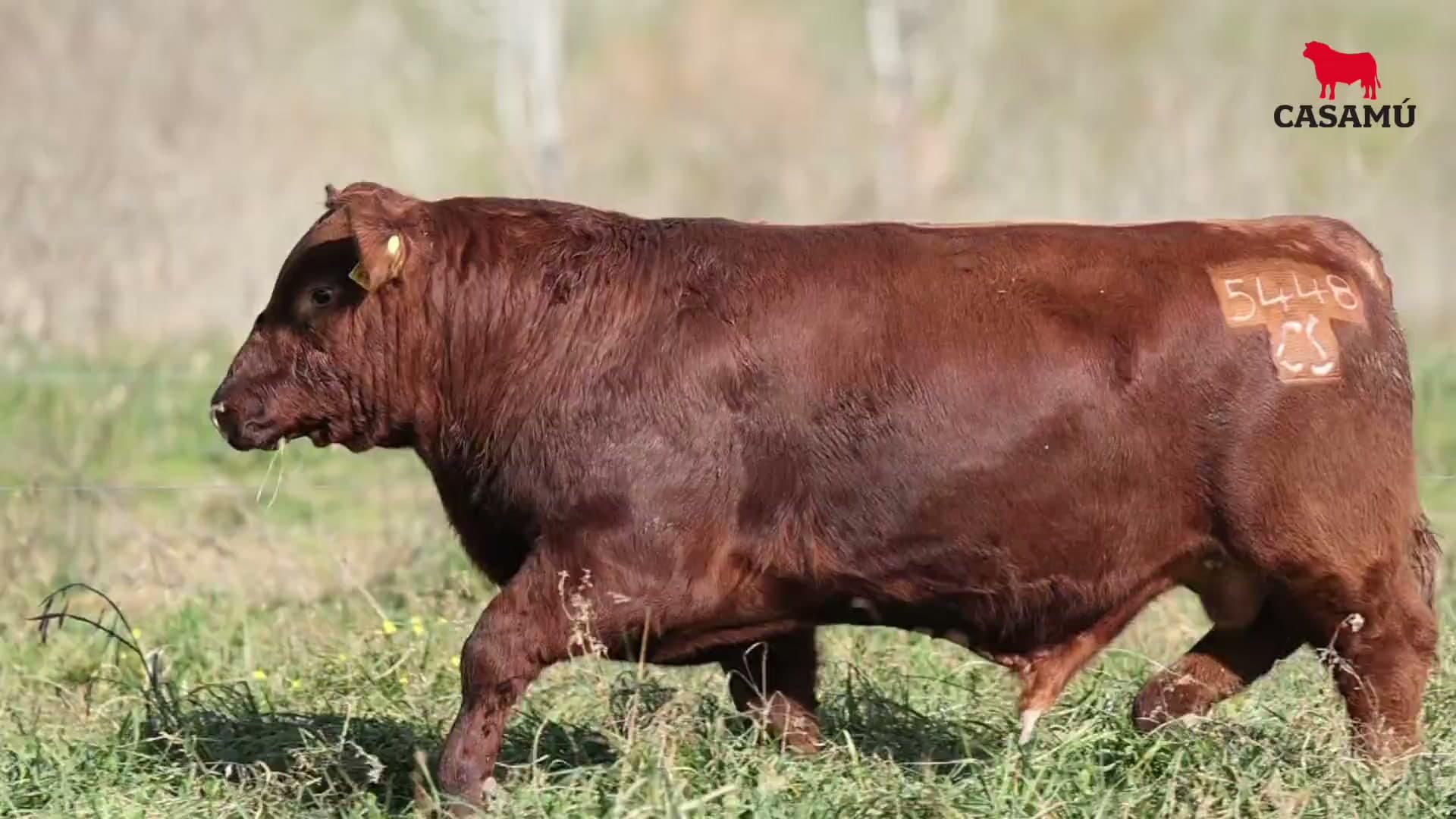 Toro RP 5448 · Lote 43