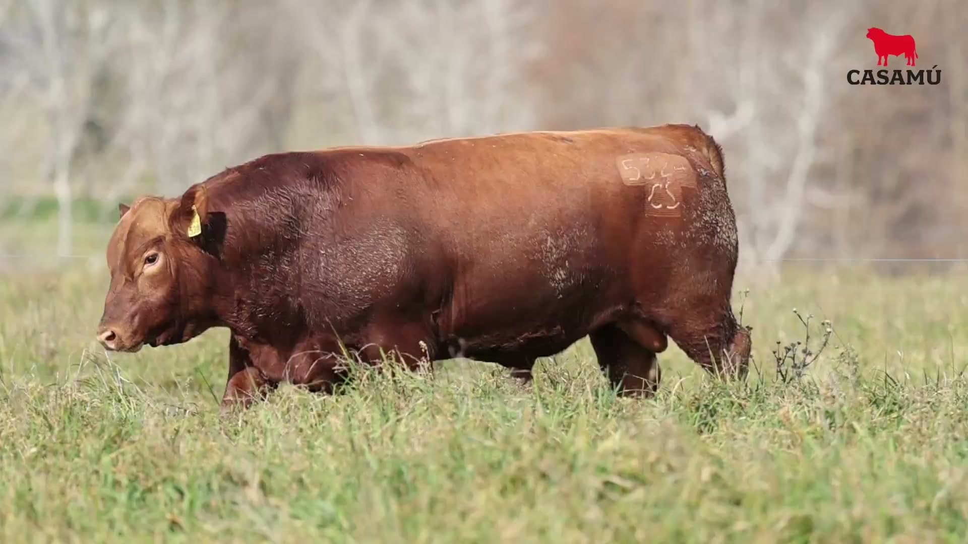 Toro RP 5324 · Lote 19