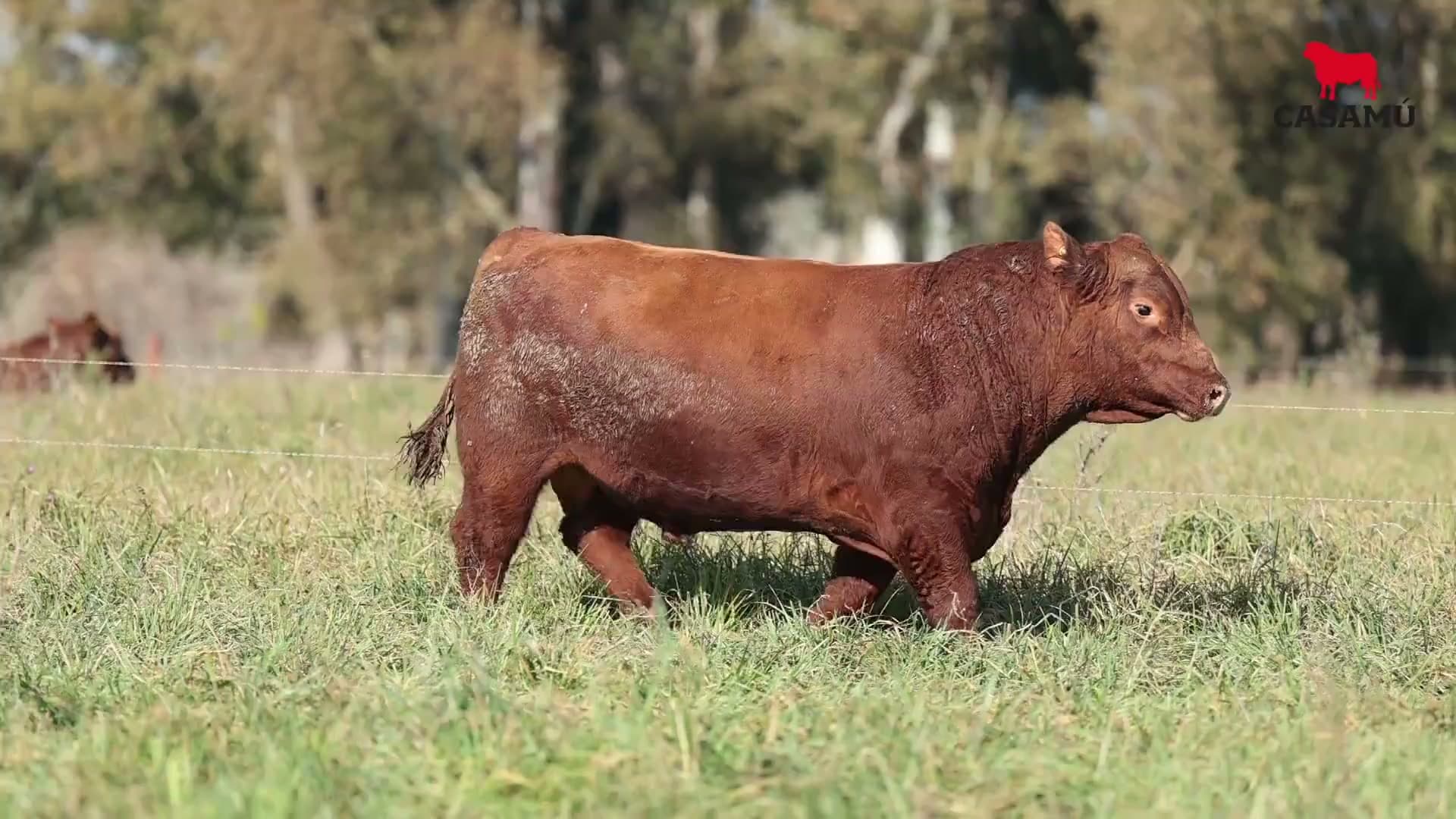Toro RP 5078 · Lote 18