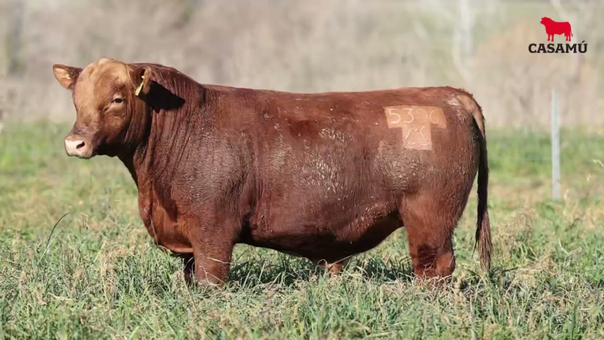Toro RP 5396 · Lote 10