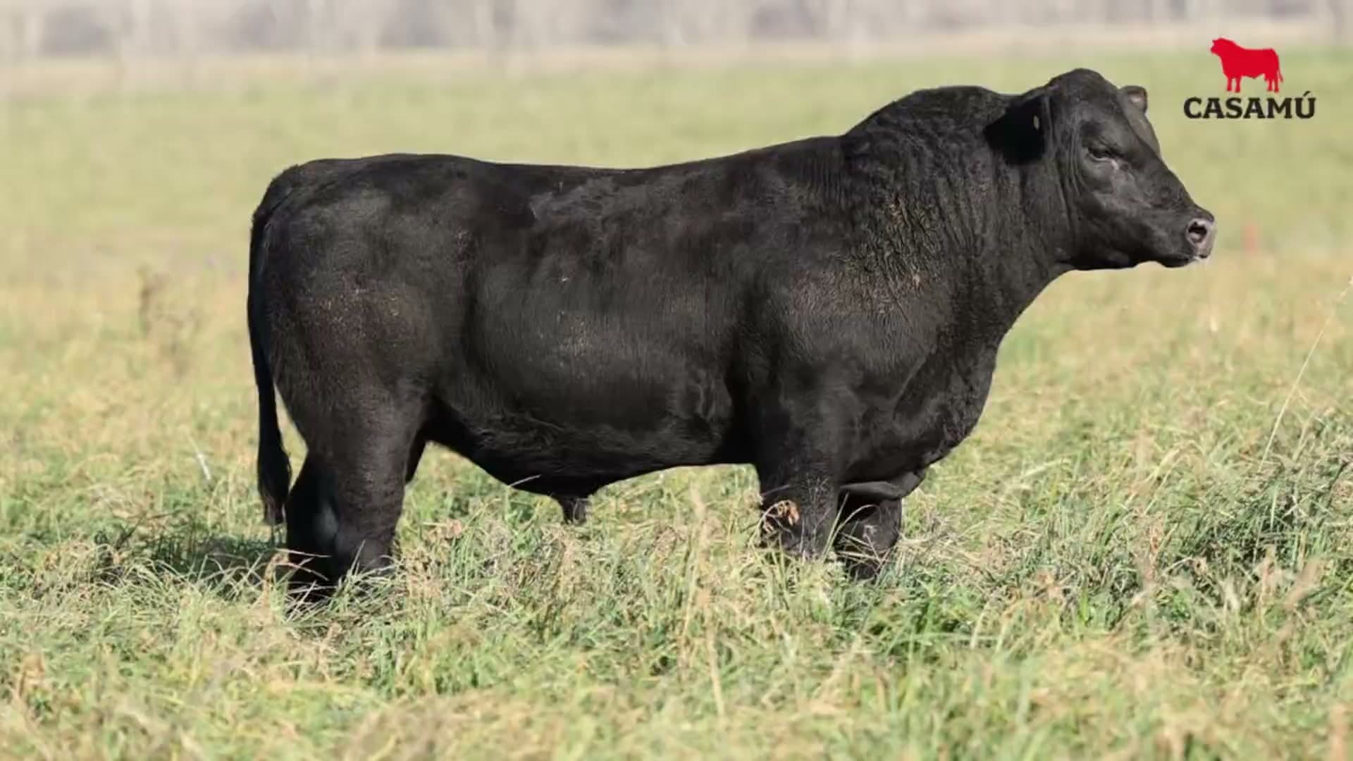 Toro RP 5382 · Lote 37