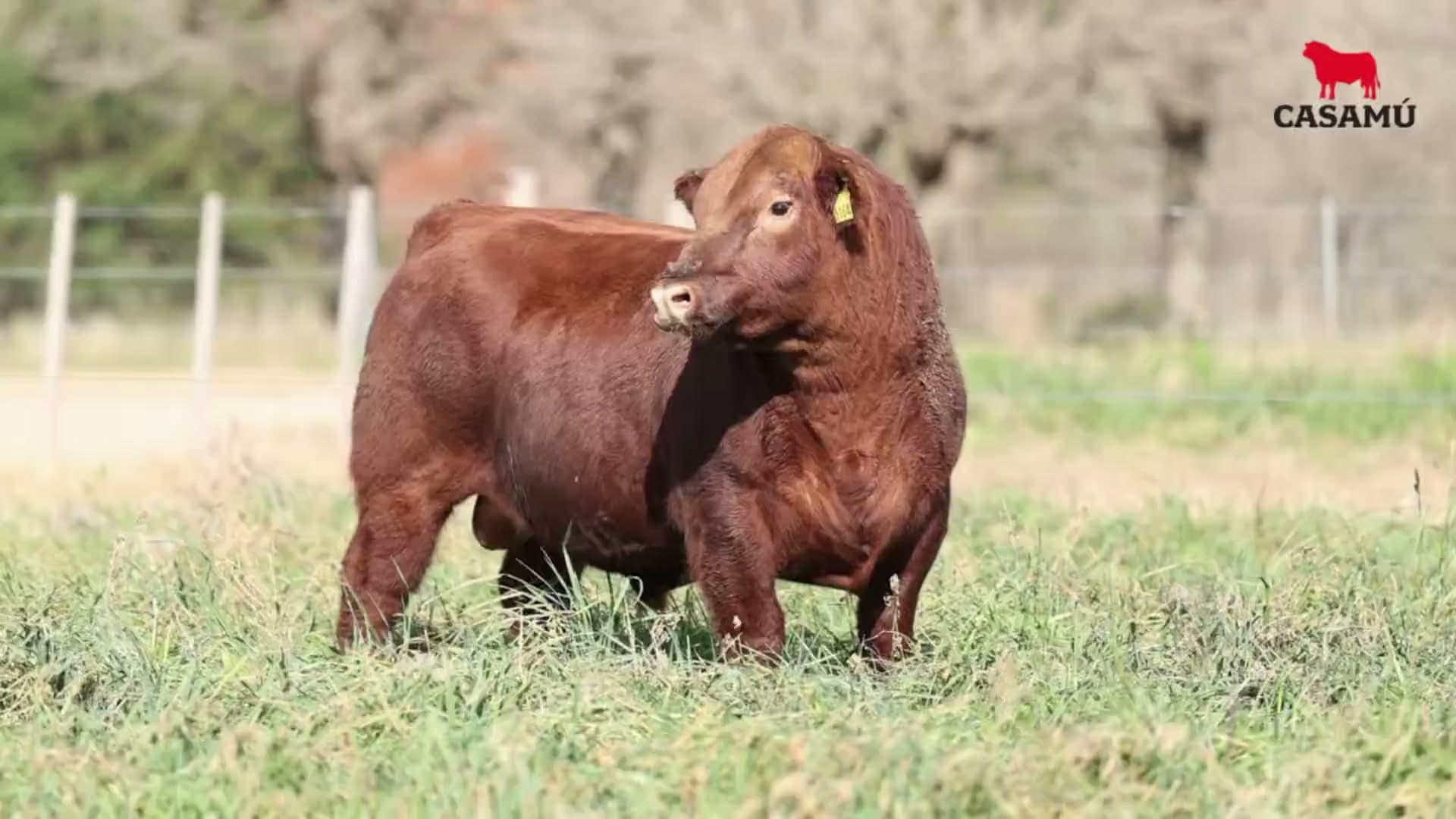 Toro RP 5164 · Lote 10