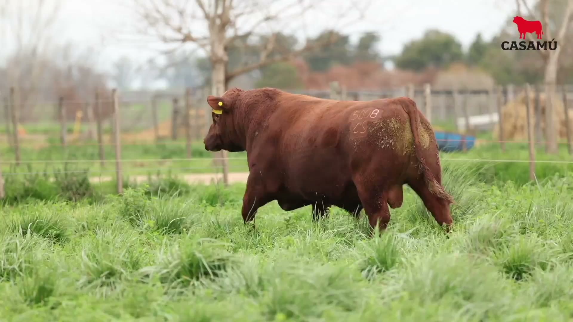 Toro RP 5008 · Lote 12