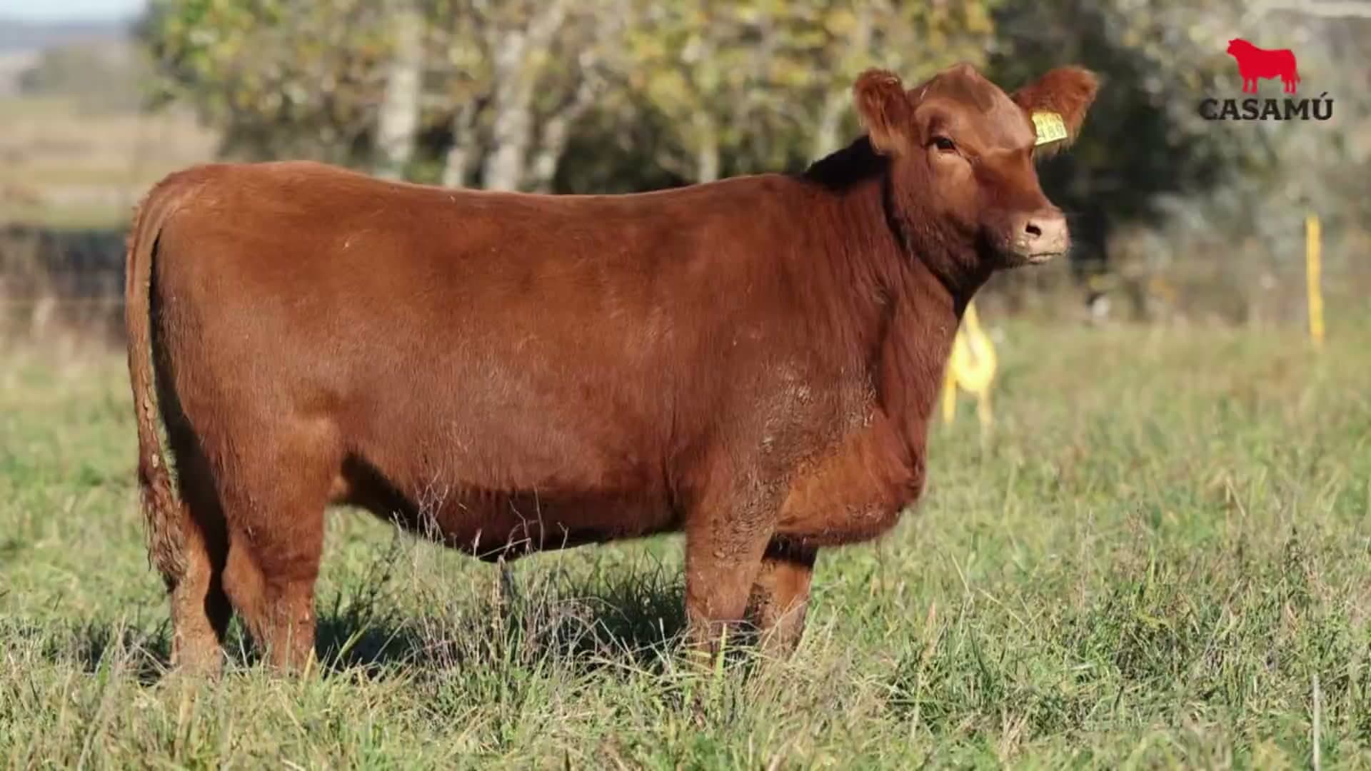 Vaquillona RP 5189 · Lote 57