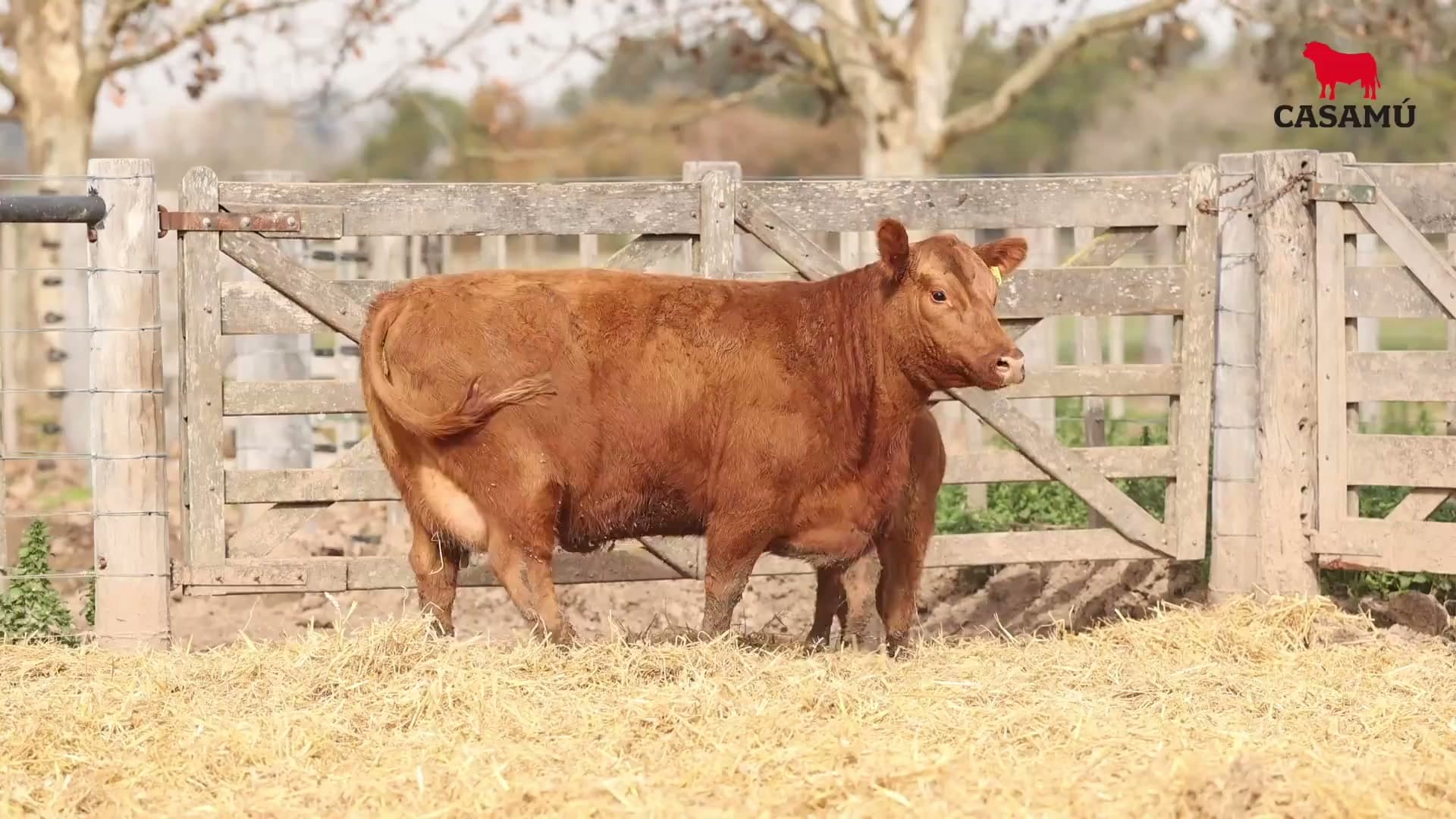 Vaca RP H275 · Lote 63