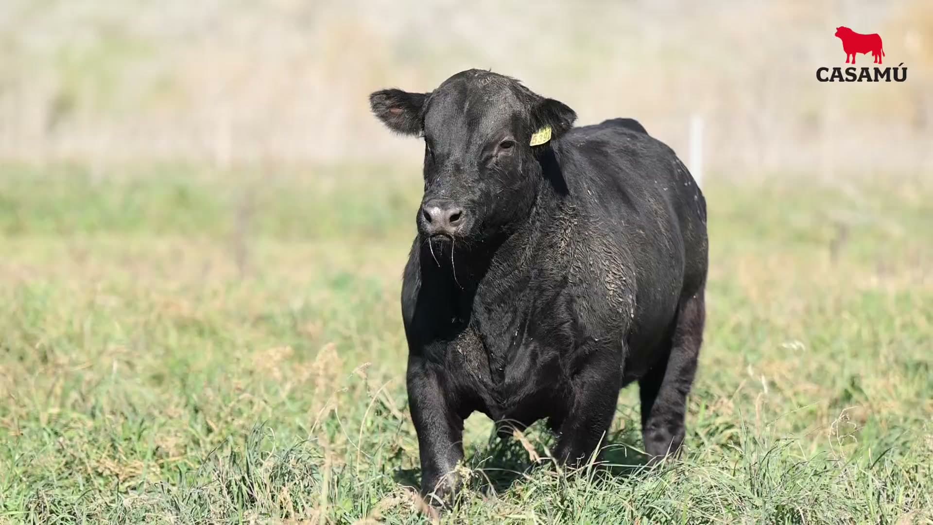 Toro RP 5392 · Lote 37