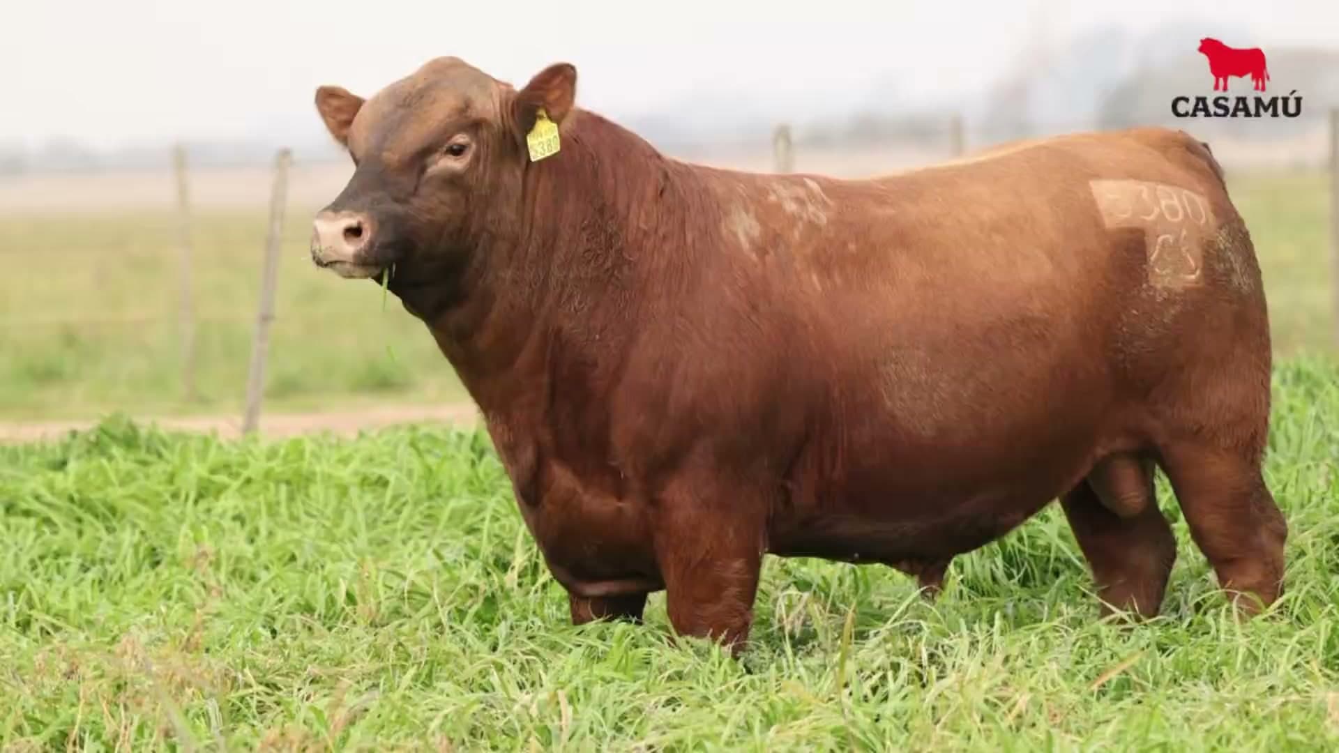 Toro RP 5380 · Lote 22