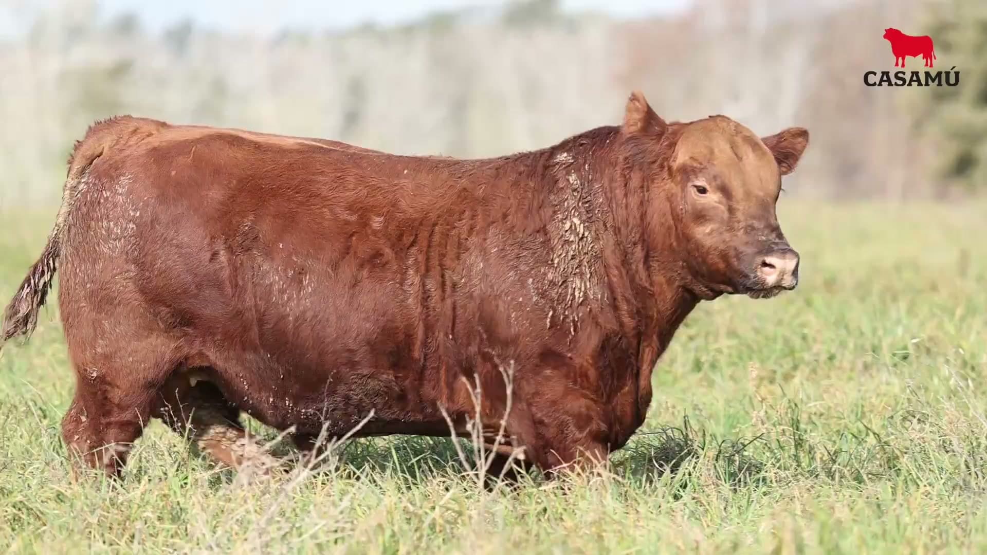 Toro RP 5170 · Lote 1