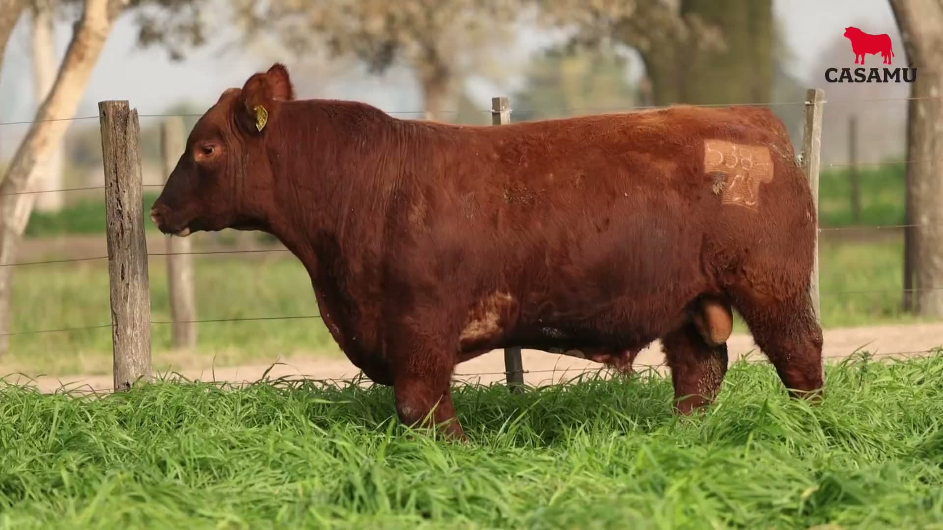 Toro RP 5384 · Lote 9