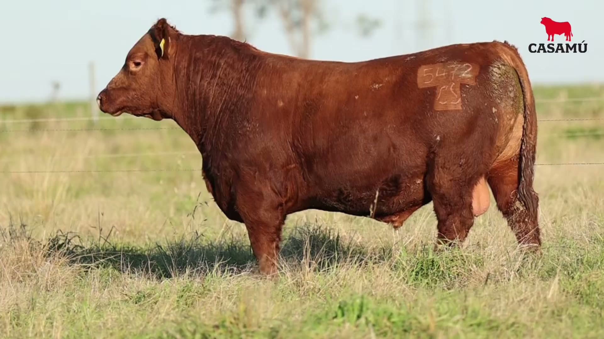 Toro RP 5472 · Lote 13