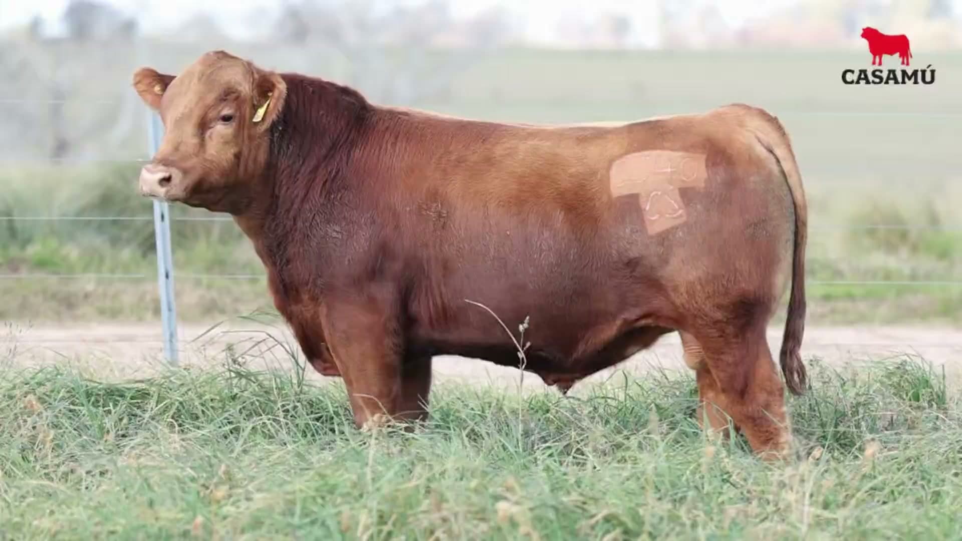 Toro RP 5340 · Lote 31