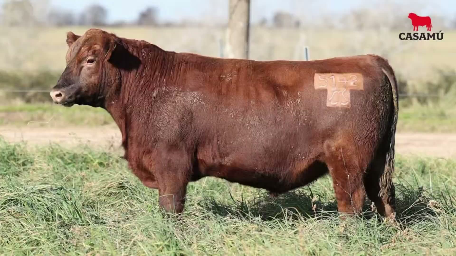 Toro RP 5142 · Lote 31