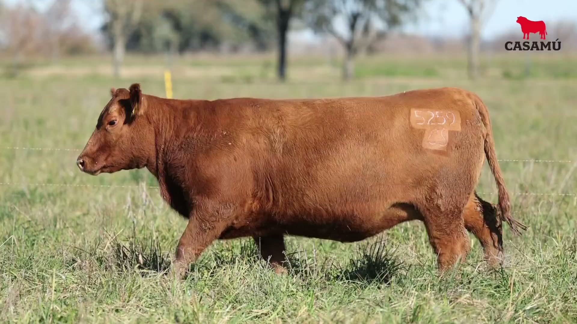 Vaquillona RP 5259 · Lote 54