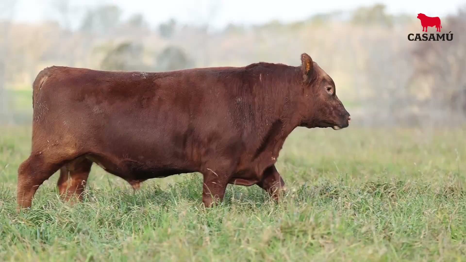 Toro RP 5372 · Lote 15