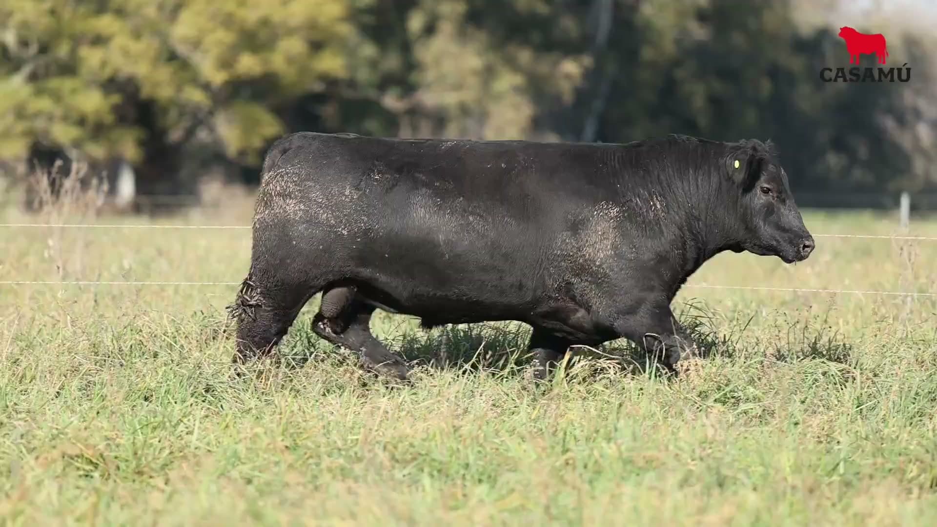Toro RP 5310 · Lote 29