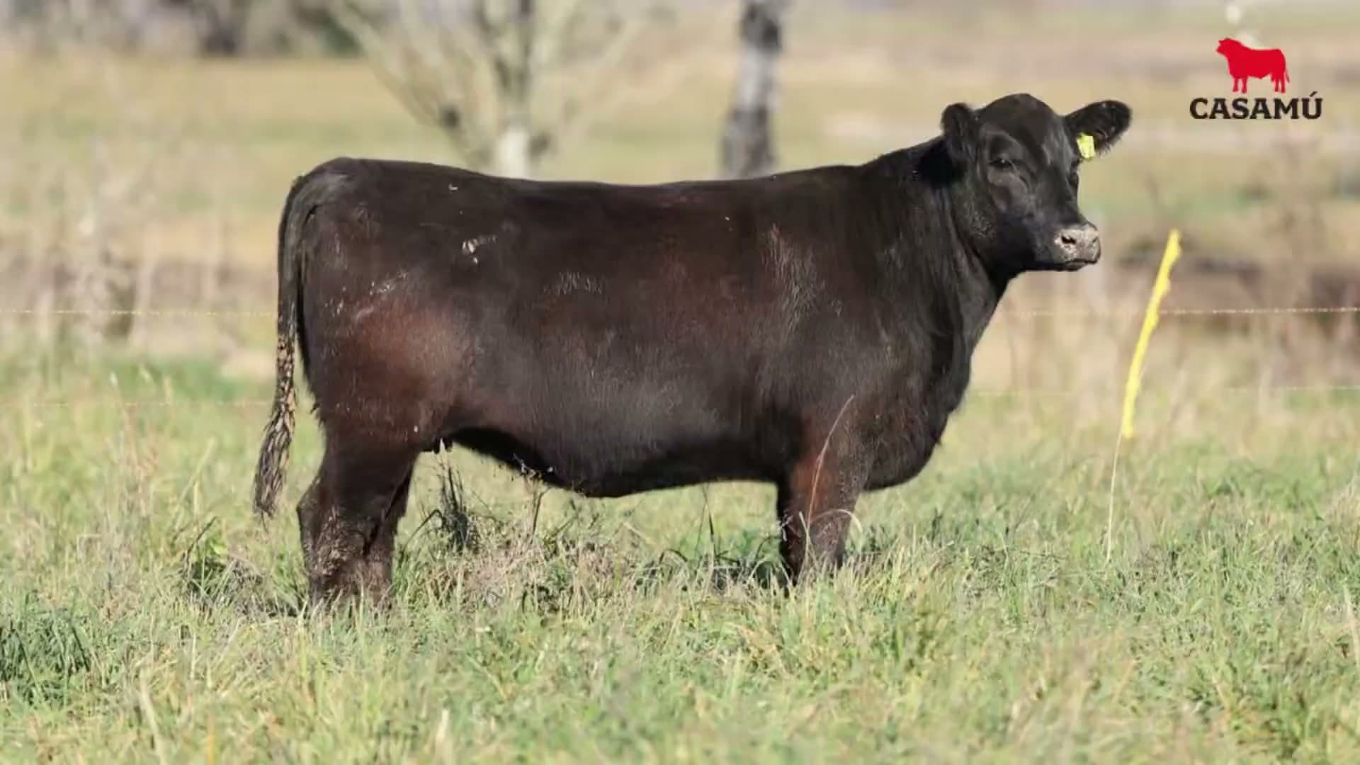 Vaquillona RP 5437 · Lote 61