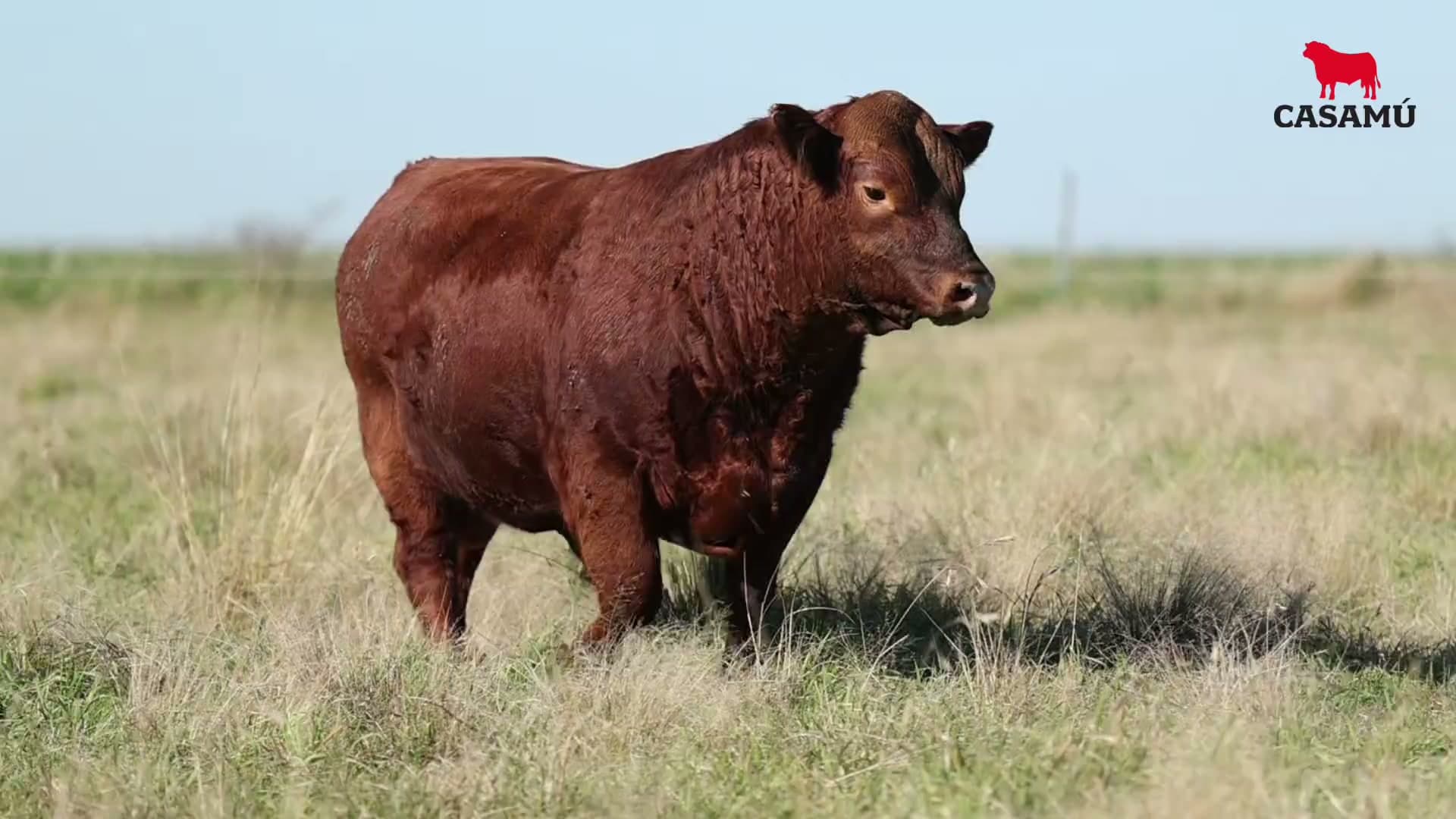 Toro RP 5116 · Lote 8