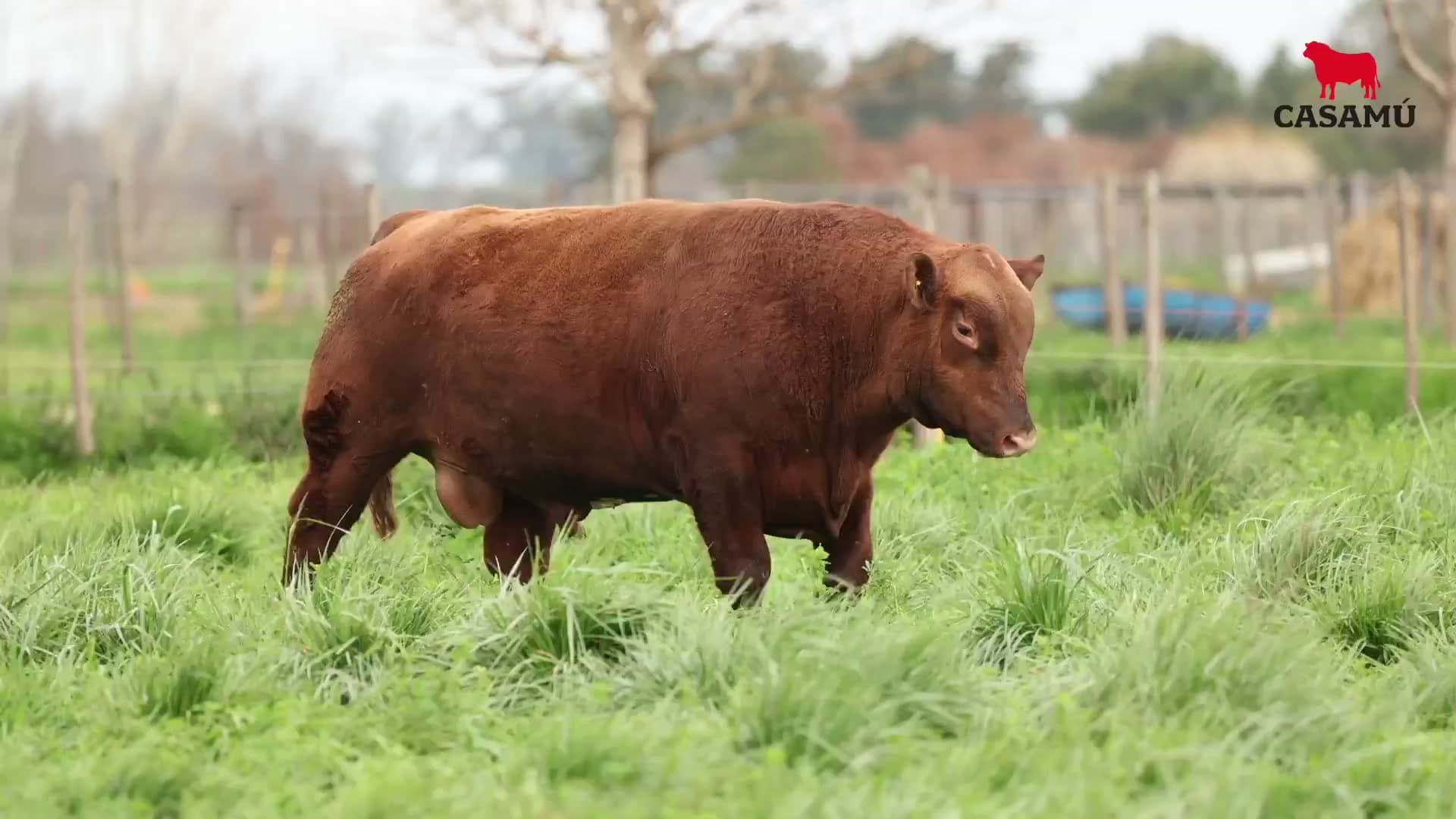 Toro RP 5006 · Lote 38