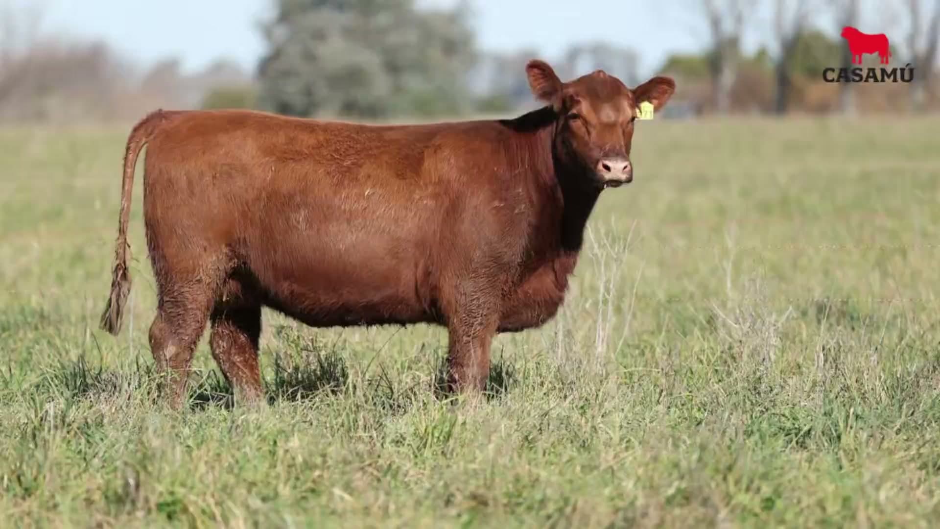 Vaquillona RP 5371 · Lote 53