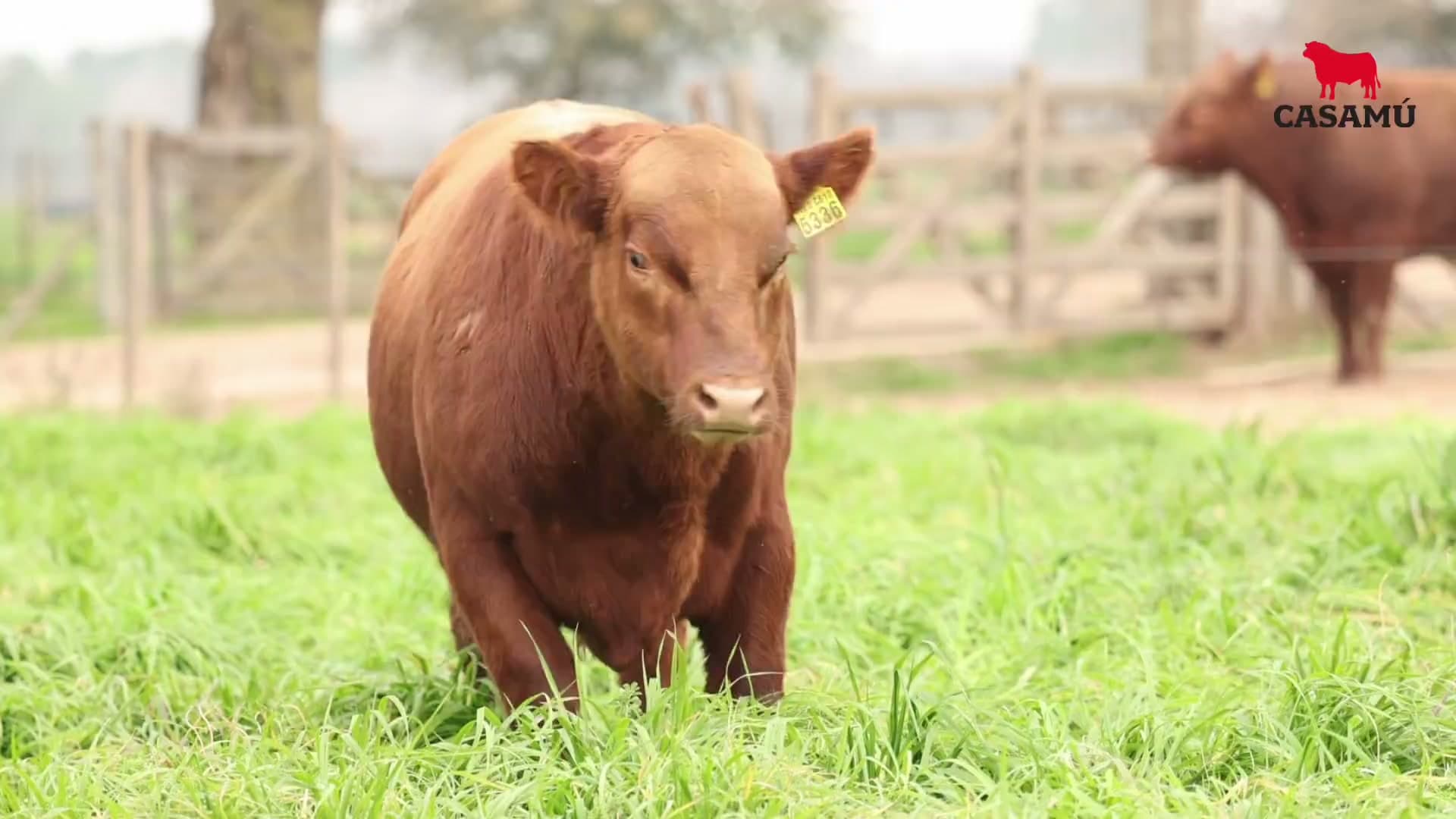 Toro RP 5336 · Lote 28
