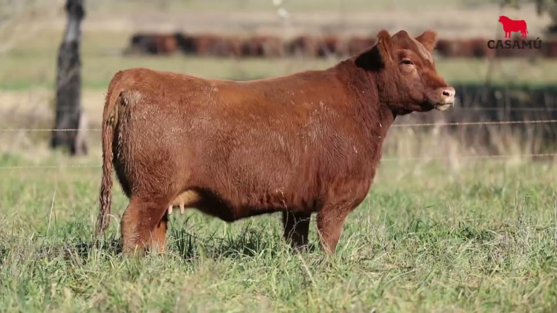 Vaquillona RP 5107 · Lote 53