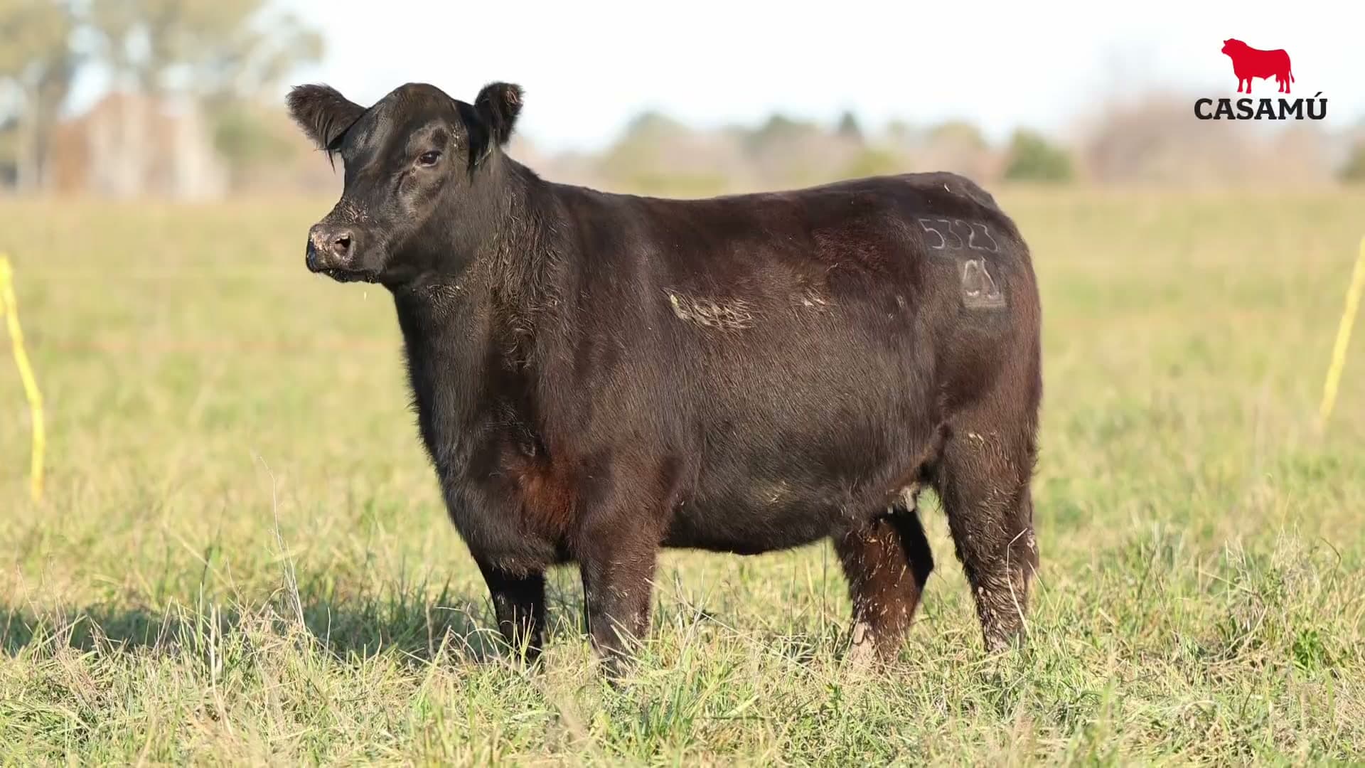 Vaquillona RP 5323 · Lote 55