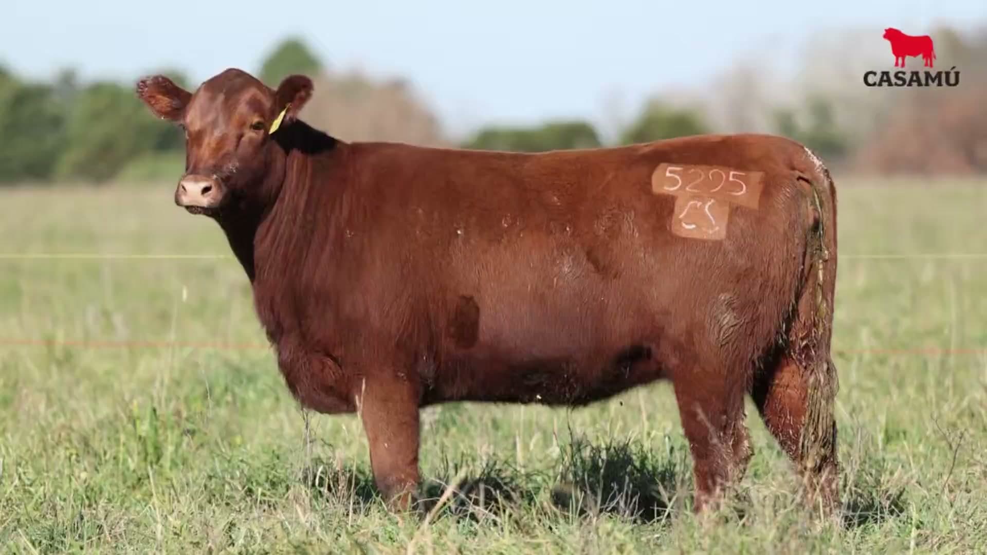 Vaquillona RP 5295 · Lote 60