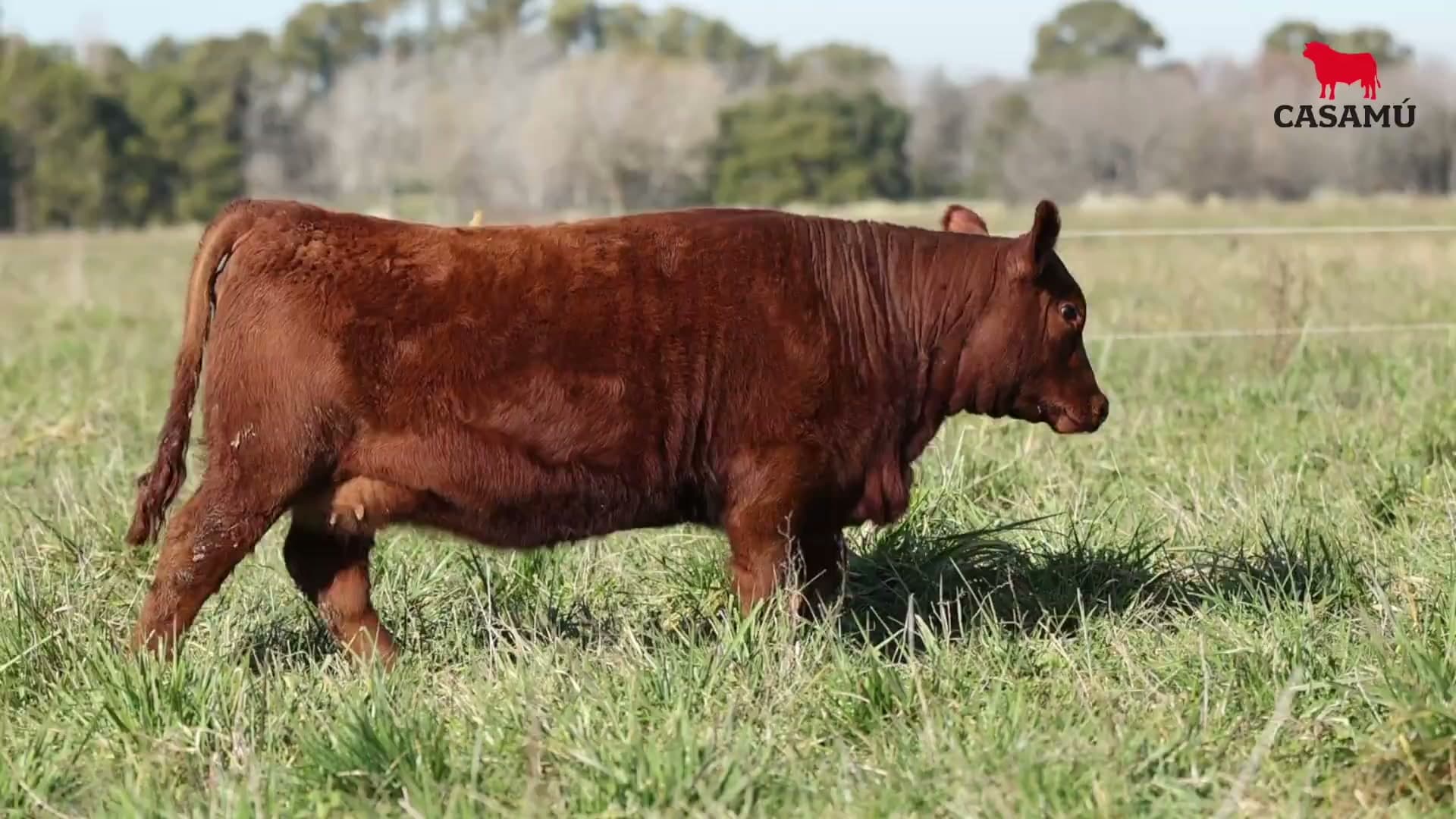 Ternera RP J5807 · Lote 47