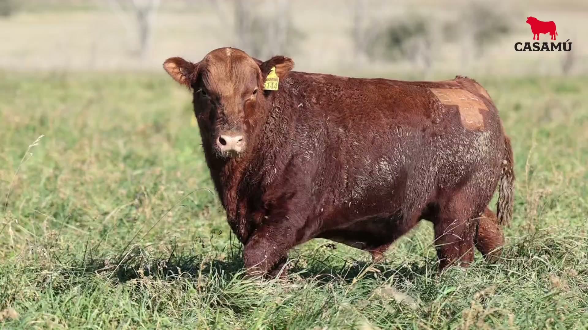 Toro RP 5144 · Lote 36