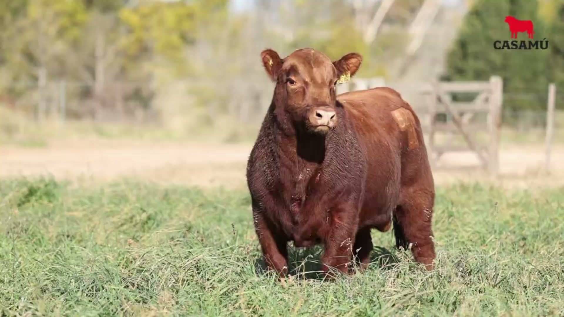 Toro RP 5262 · Lote 11