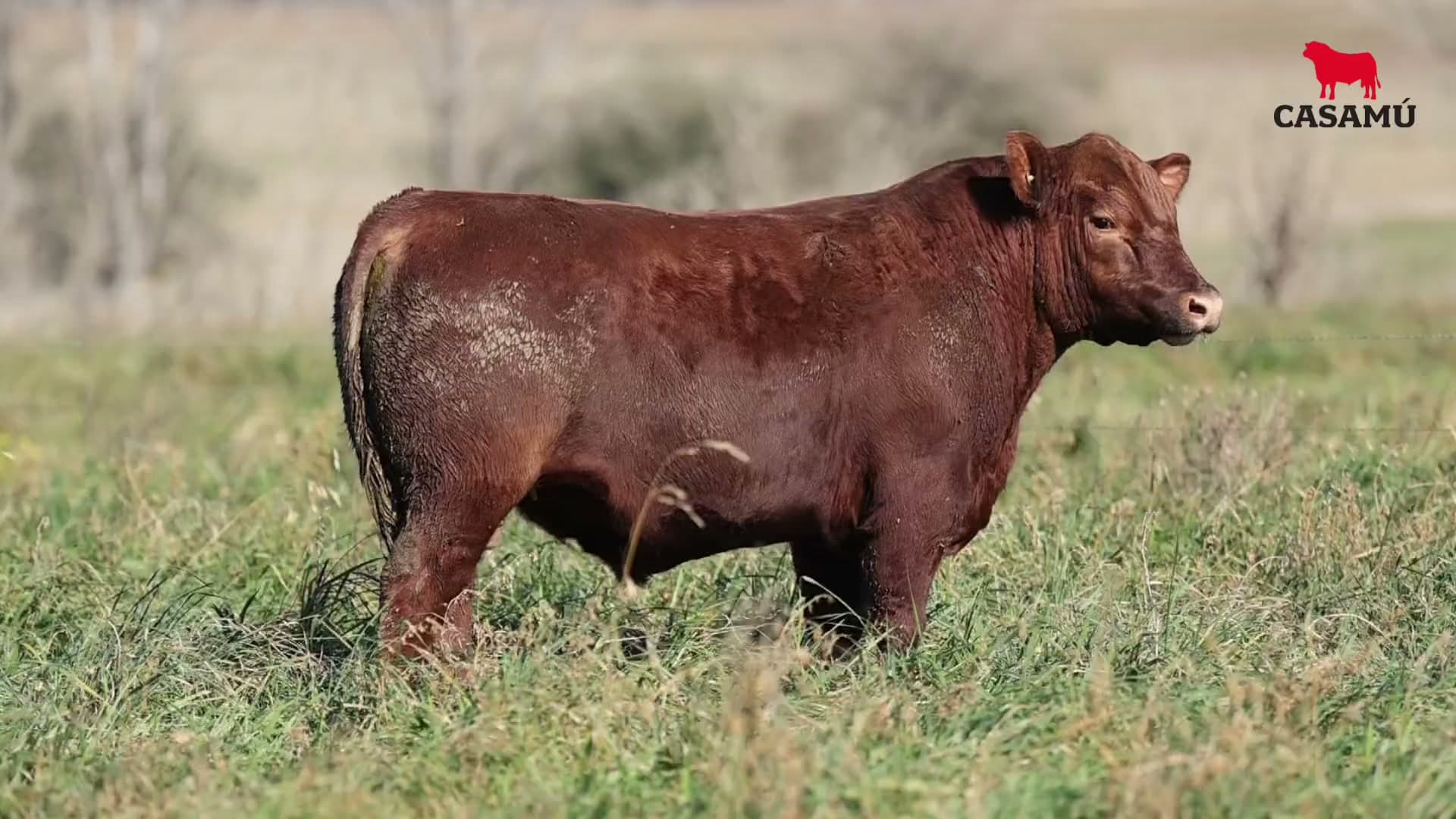Toro RP 5480 · Lote 20