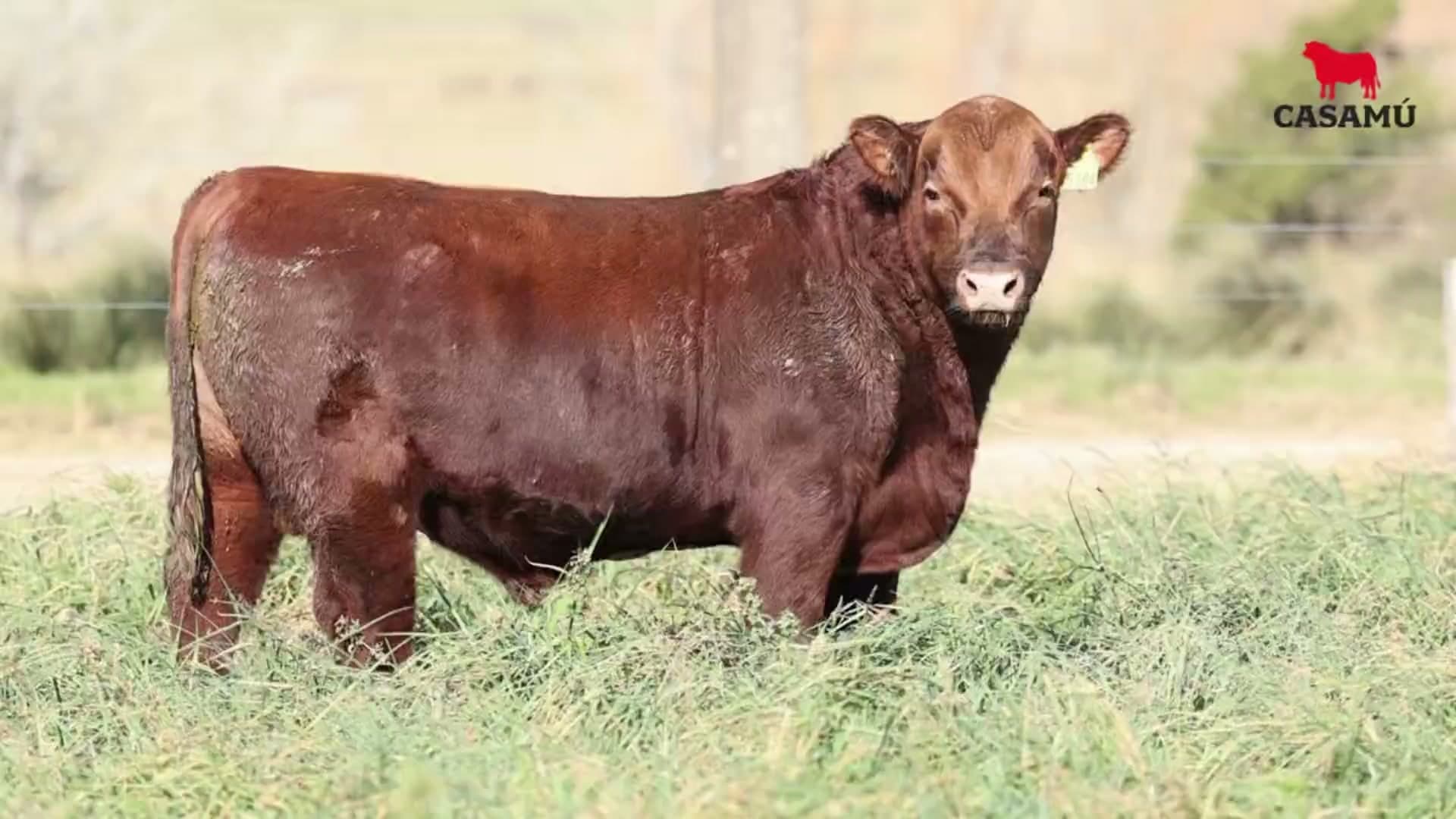 Toro RP 5364 · Lote 30