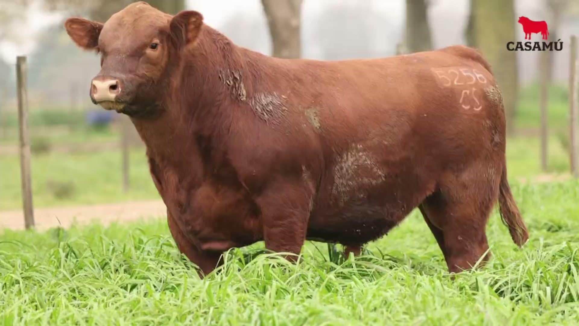 Toro RP 5258 · Lote 28