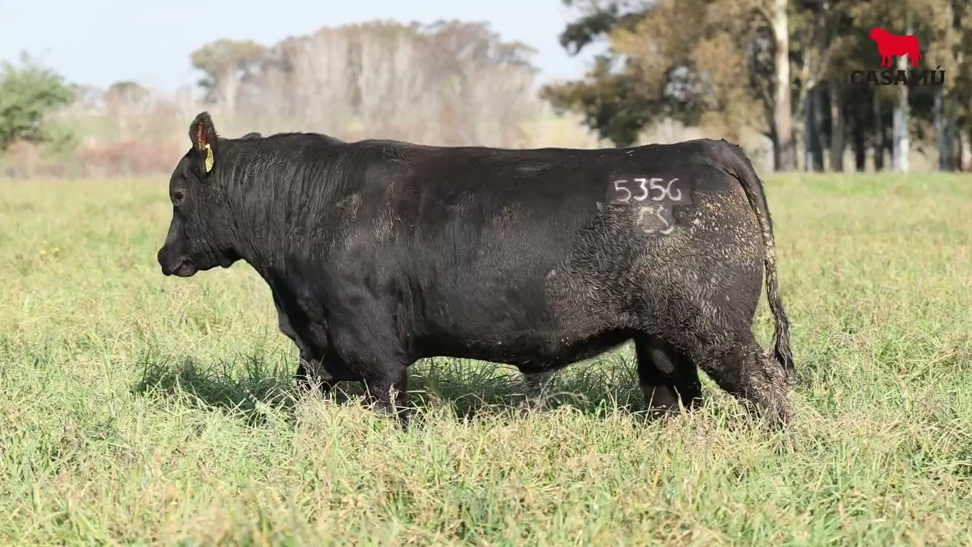 Toro RP 5356 · Lote 44